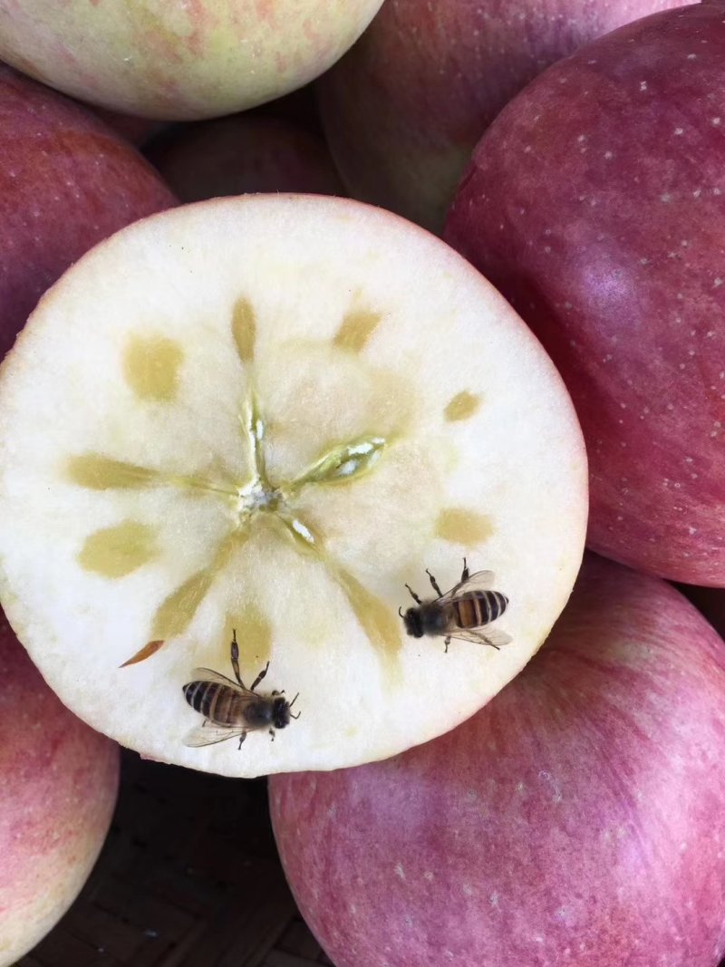 高原生态糖心苹果🍎