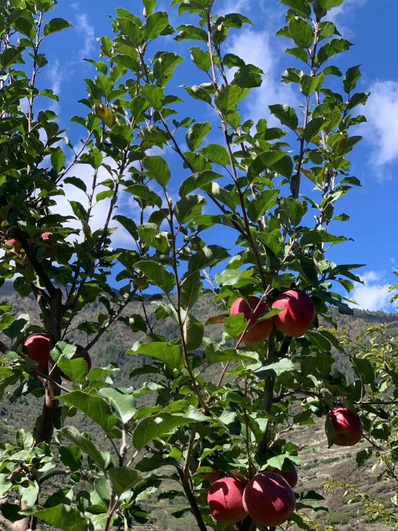 高原生态糖心苹果🍎