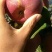 高原生态糖心苹果🍎