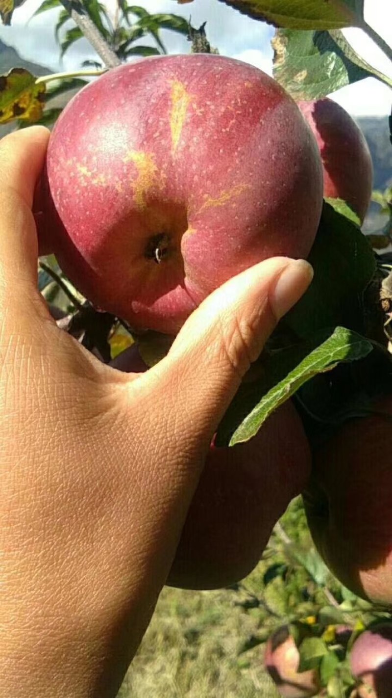高原生态糖心苹果🍎