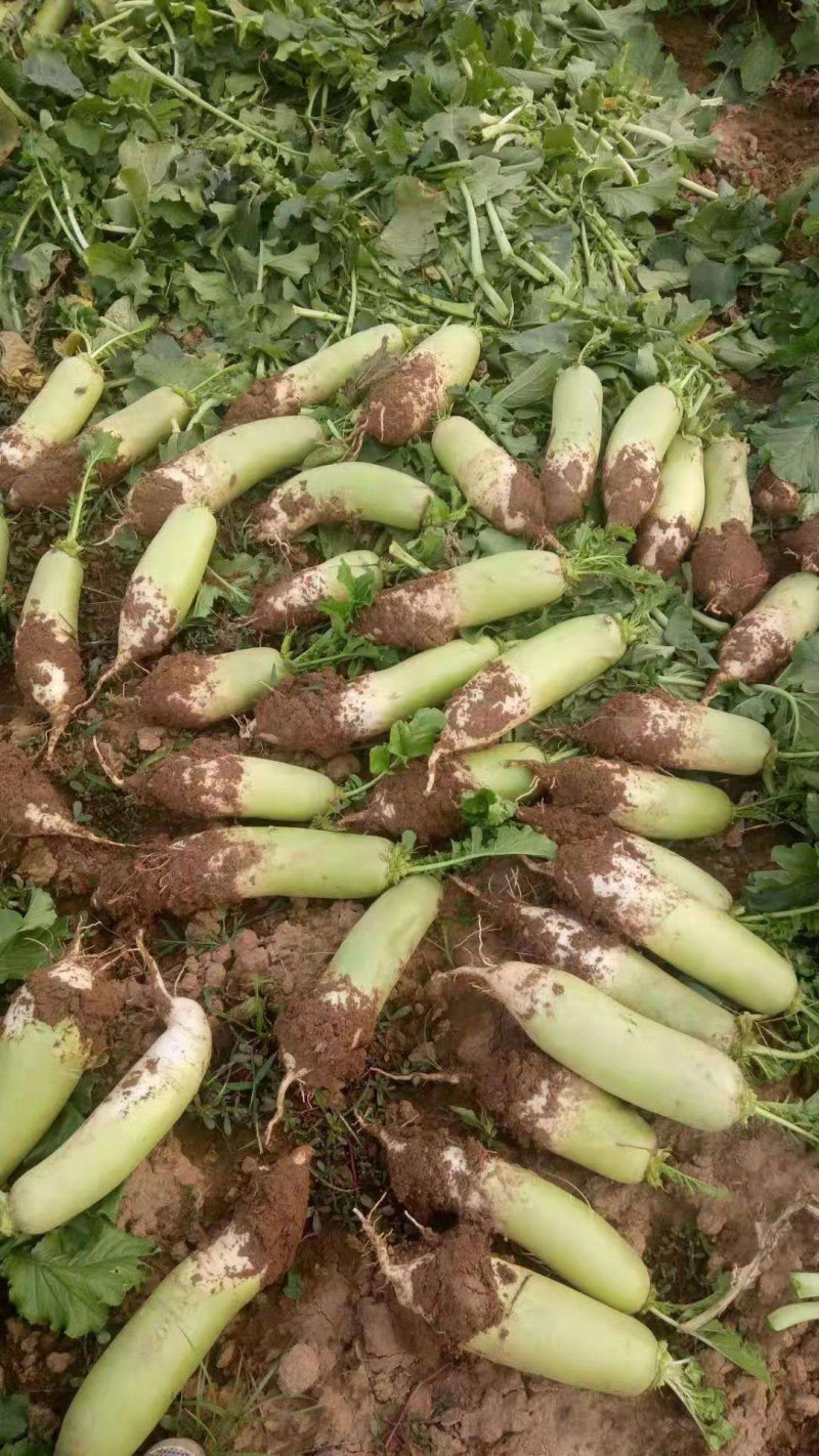 青头萝卜