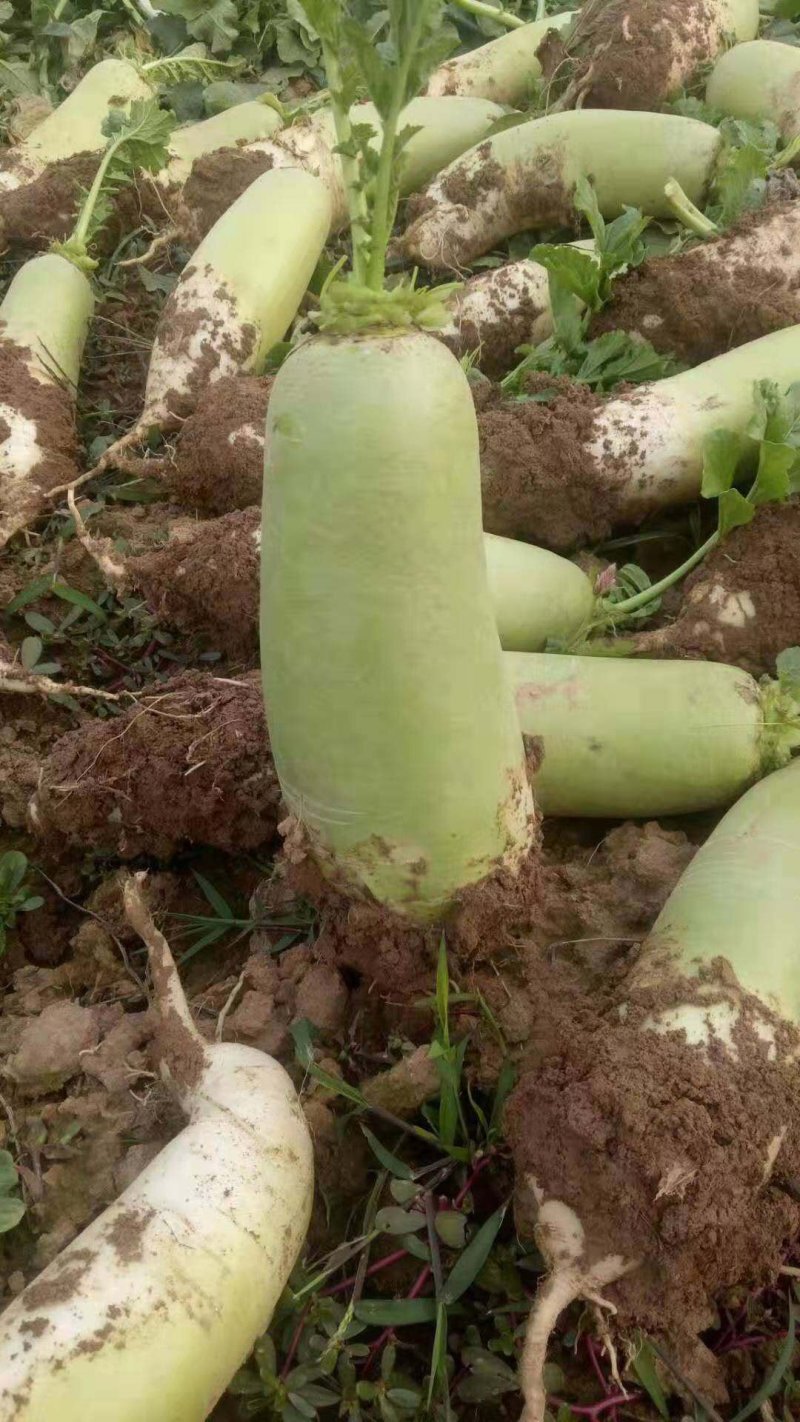 青头萝卜