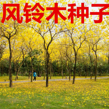 风铃木种子高档林木种子