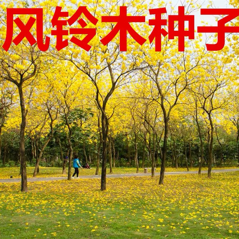 风铃木种子高档林木种子