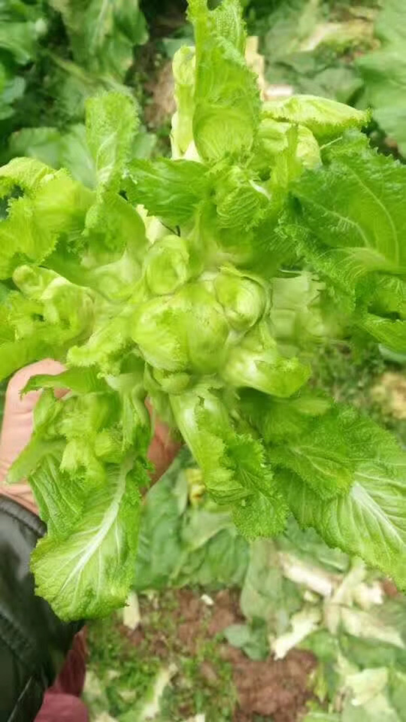 精品儿菜