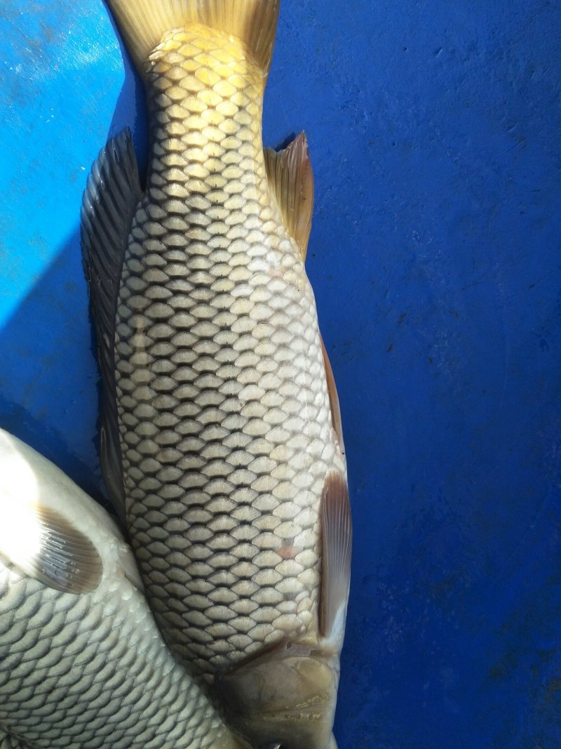 水产黄河鲤鱼