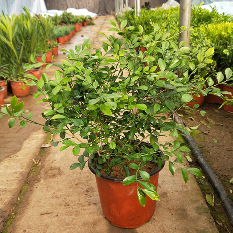 九里香盆栽芳香花卉包邮七里香苗开花香气袭人驱蚊植物四季青
