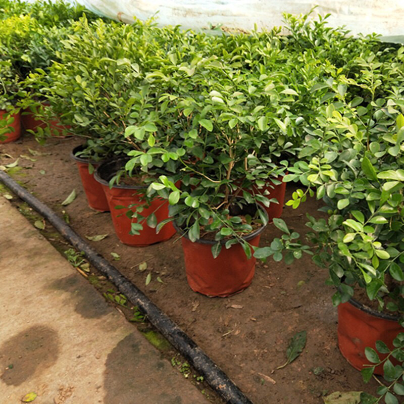 九里香盆栽芳香花卉包邮七里香苗开花香气袭人驱蚊植物四季青
