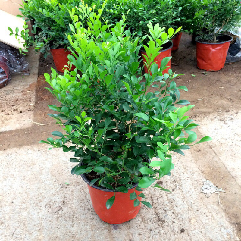 九里香盆栽芳香花卉包邮七里香苗开花香气袭人驱蚊植物四季青
