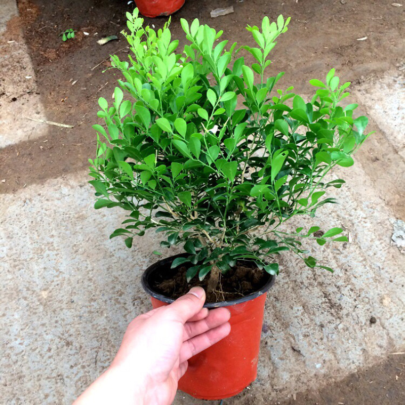 九里香盆栽芳香花卉包邮七里香苗开花香气袭人驱蚊植物四季青