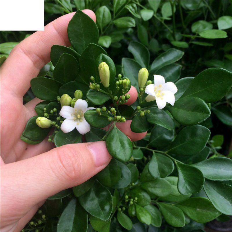 九里香盆栽芳香花卉包邮七里香苗开花香气袭人驱蚊植物四季青