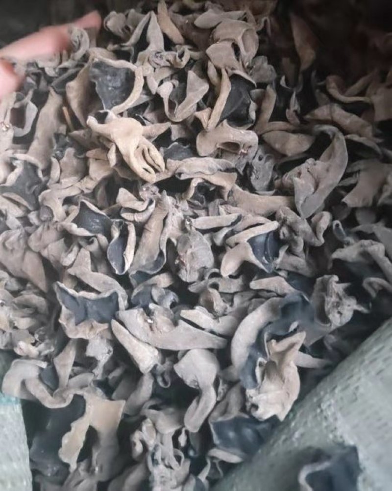 无根肉厚木耳(常年供应东北肉厚无根木耳春耳秋耳黑山)