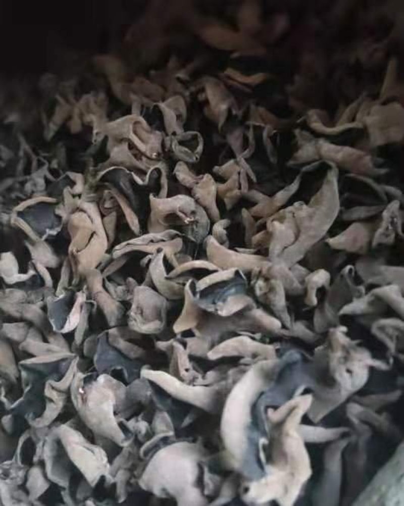 无根肉厚木耳(常年供应东北肉厚无根木耳春耳秋耳黑山)