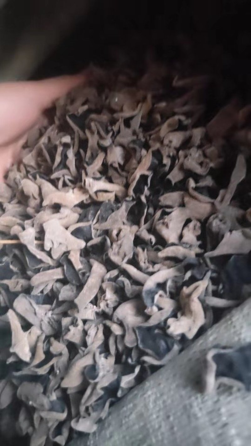 无根肉厚木耳(常年供应东北肉厚无根木耳春耳秋耳黑山)