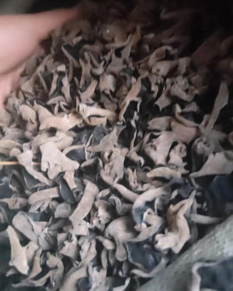 无根肉厚木耳(常年供应东北肉厚无根木耳春耳秋耳黑山)