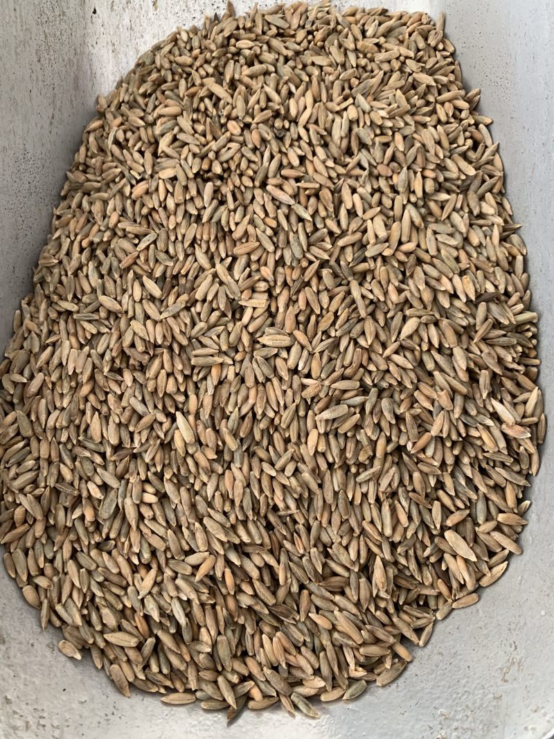 冬牧70黑麦草种子耐寒牧草种子国产黑麦草种子
