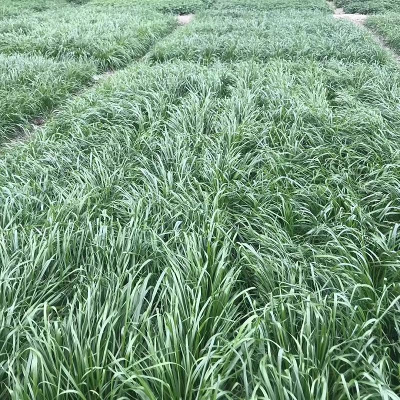 冬牧70黑麦草种子耐寒牧草种子国产黑麦草种子