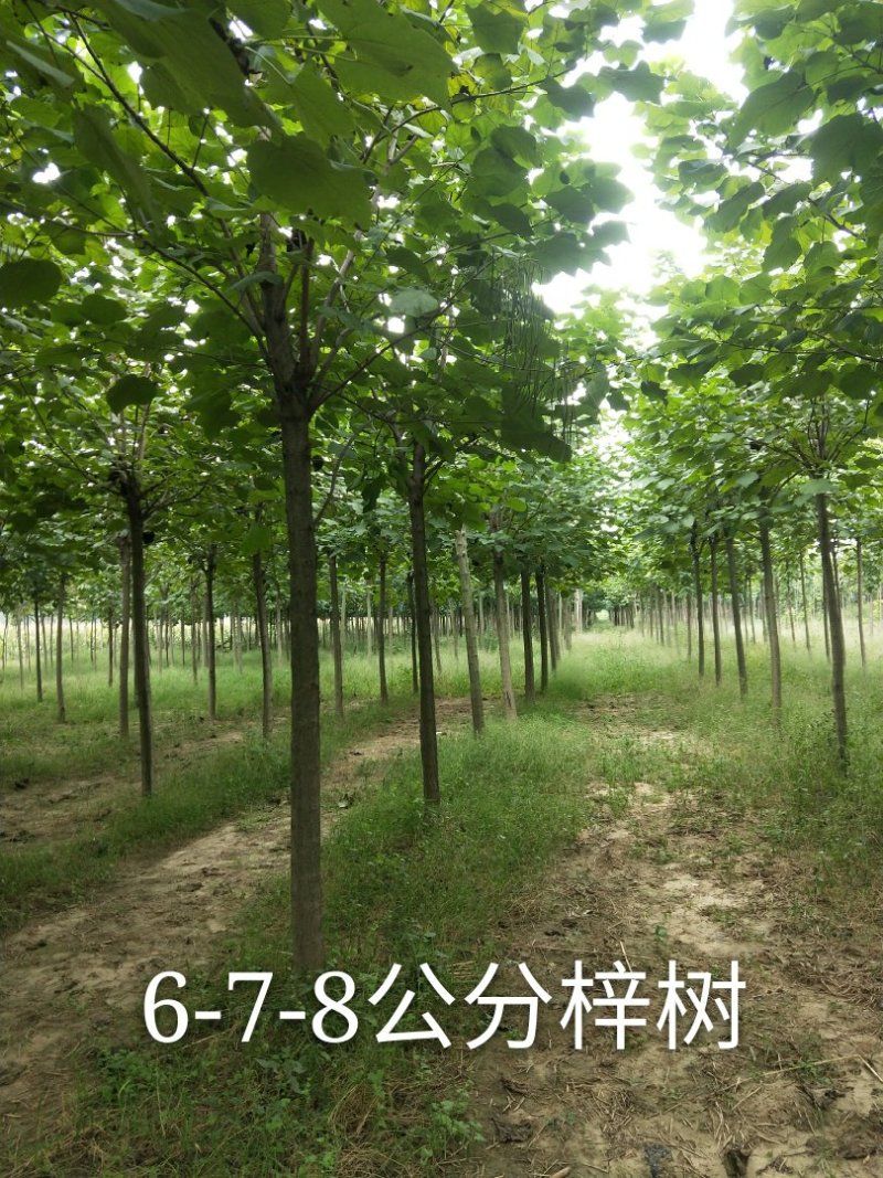 梓树