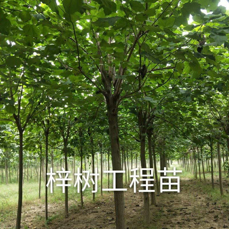梓树