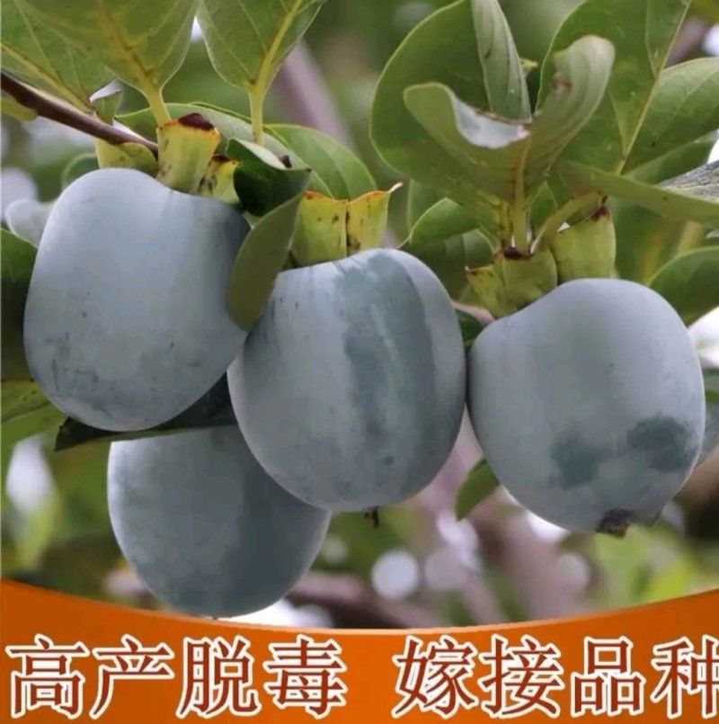【柿子树苗】甜脆柿子树苗火晶柿子树苗黑柿子树苗