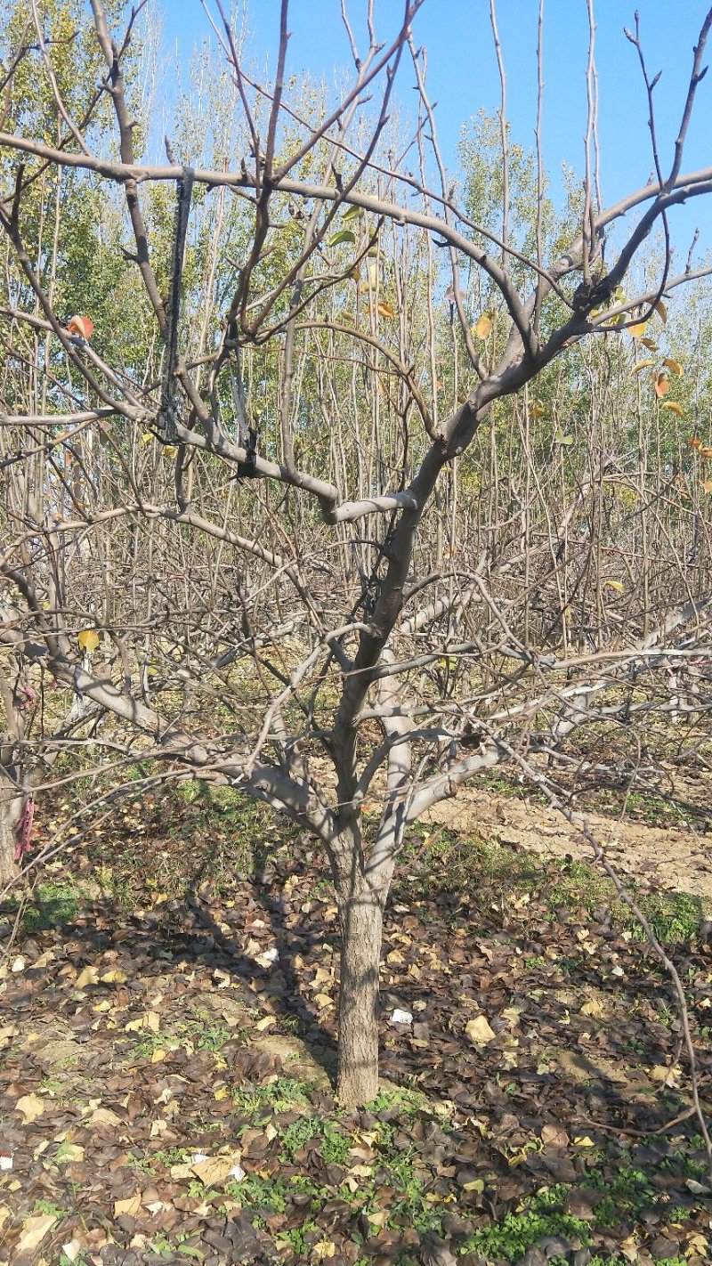 梨树