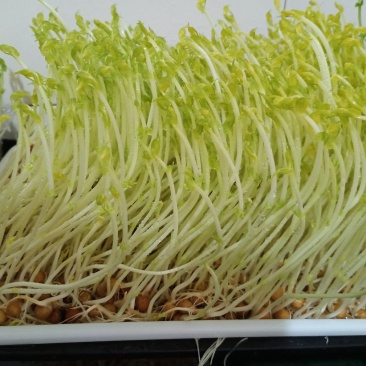 碗豆苗