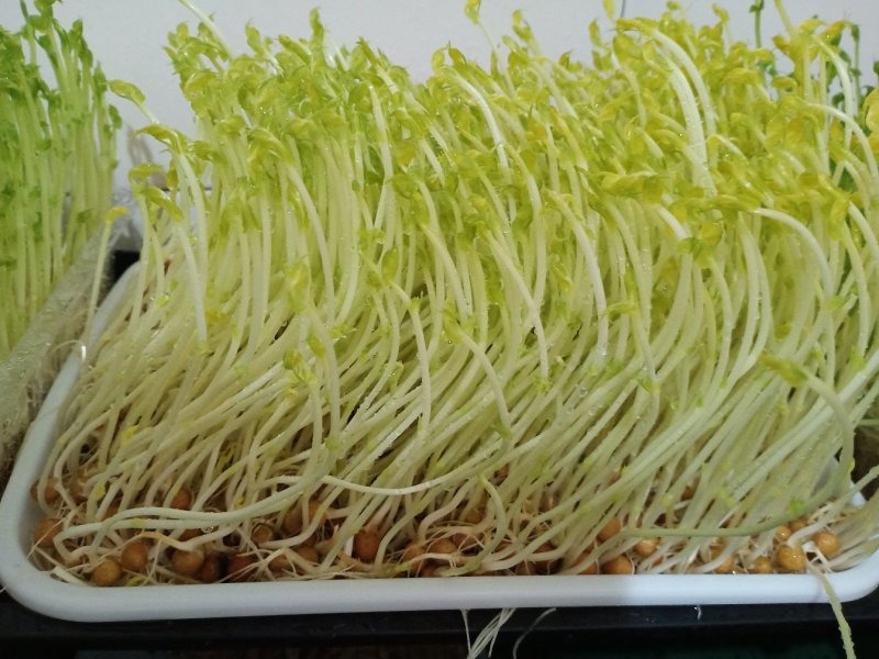碗豆苗