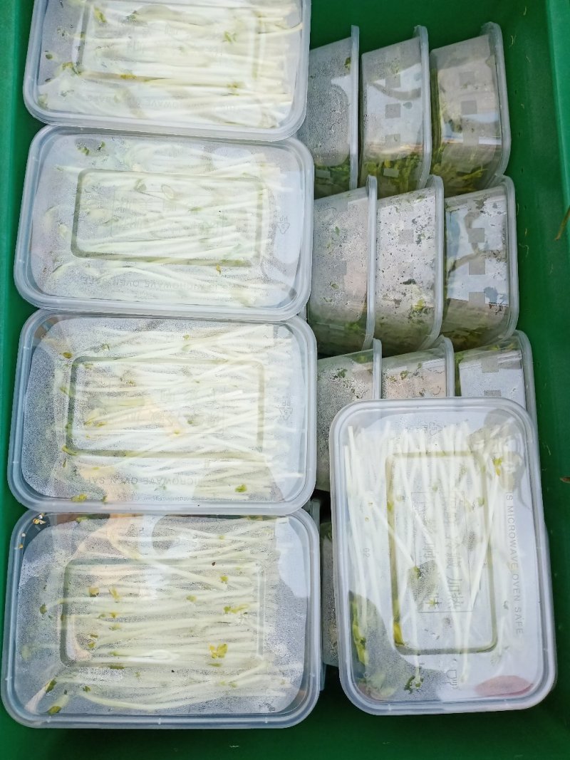 碗豆苗