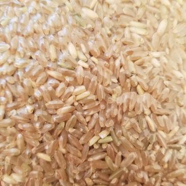 稻花香2号糙米，俗称养生米，营养全面。真空2斤5斤10斤