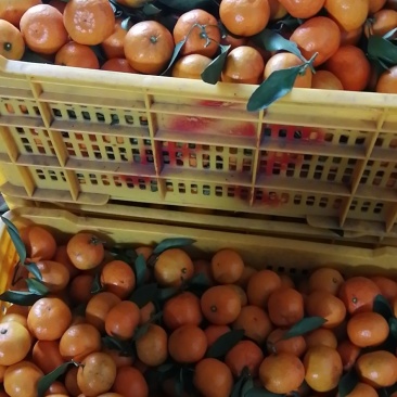 回龙圩密桔