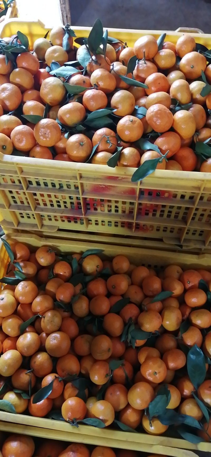回龙圩密桔