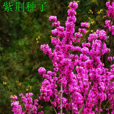 紫荆种子庭院花种满堂红巨紫荆种子绿化苗木种子