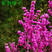 紫荆种子庭院花种满堂红巨紫荆种子绿化苗木种子