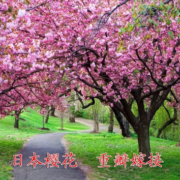 樱花苗60公分左右高度3.5元每棵包邮提供发票