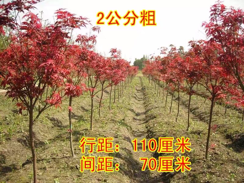 只卖正宗中国红枫苗日本红舞姬不与假货拼价格提供发票