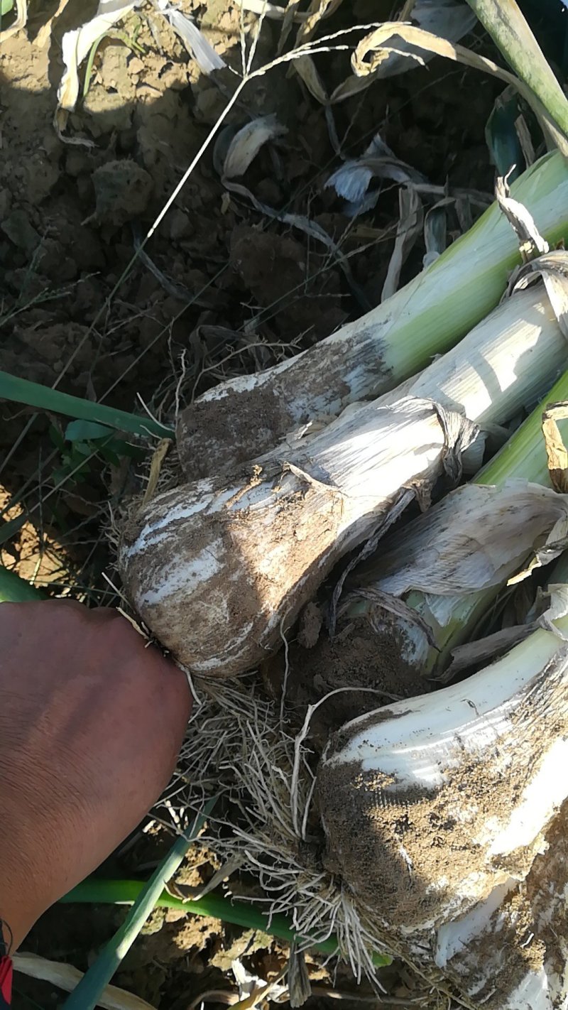 鸡腿大葱，基地直供，质优价廉