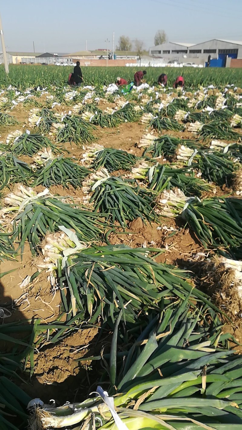 鸡腿大葱，基地直供，质优价廉
