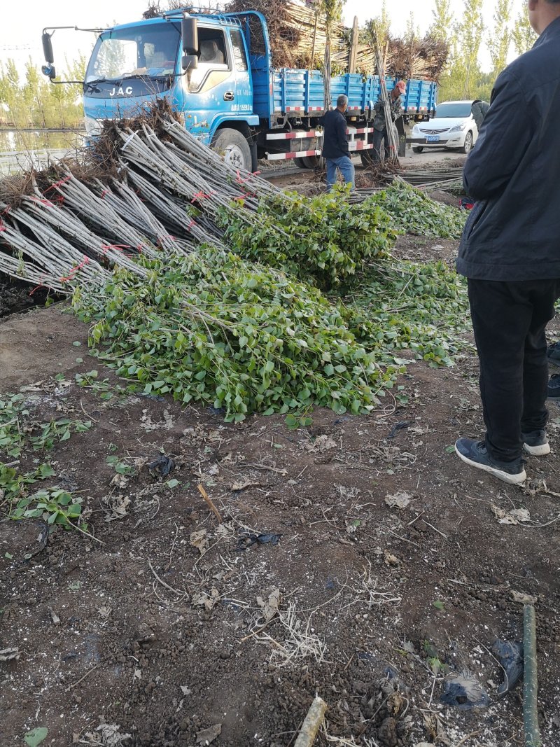 主营107杨树