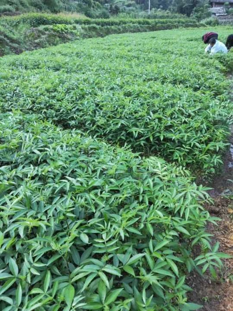 九叶青花椒苗九叶青花椒九叶青花椒树一手货源自产自销