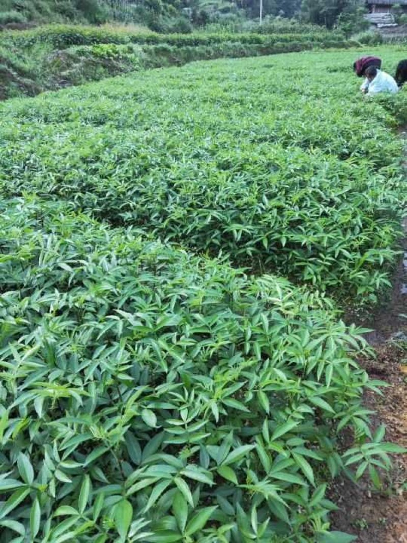 九叶青花椒苗九叶青花椒九叶青花椒树一手货源自产自销