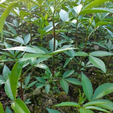 九叶青花椒苗九叶青花椒九叶青花椒树一手货源自产自销