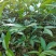九叶青花椒苗九叶青花椒九叶青花椒树一手货源自产自销
