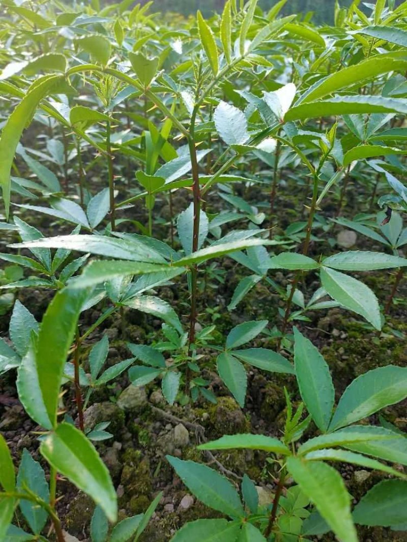 九叶青花椒苗九叶青花椒九叶青花椒树一手货源自产自销