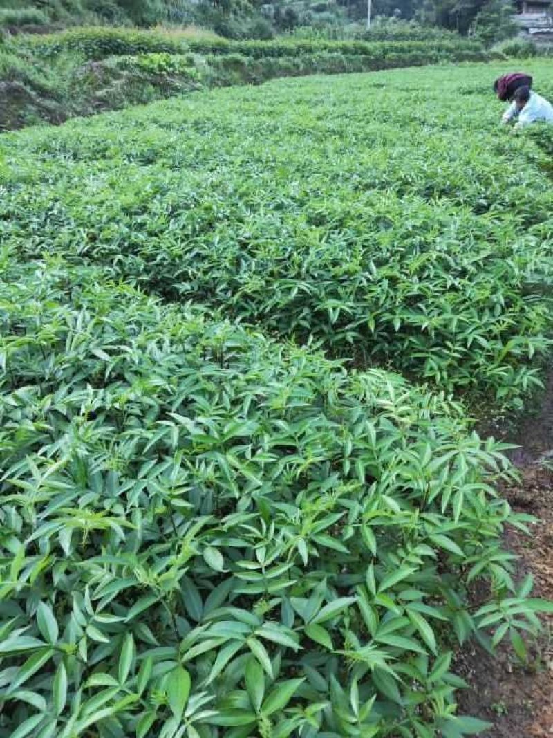 九叶青花椒苗九叶青花椒九叶青花椒树一手货源自产自销