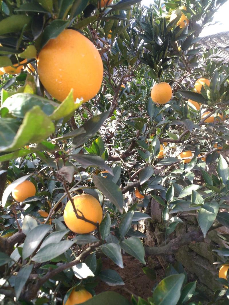 【脐橙】秭归脐橙量大从优支持视频看货看园订果