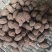 砂仁选货1公斤起批无硫***不包邮只做正品