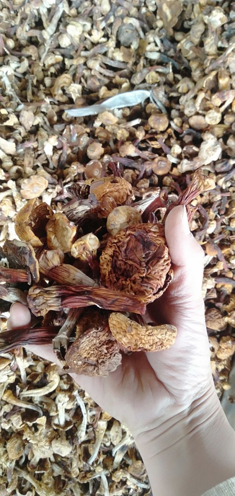 姬松茸菜菇，大菇，菇脚菇帽