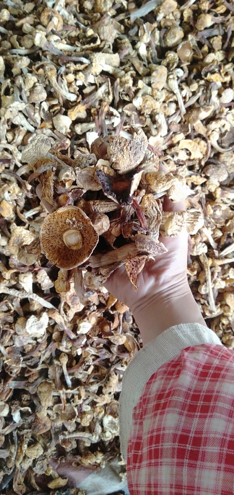 姬松茸菜菇，大菇，菇脚菇帽