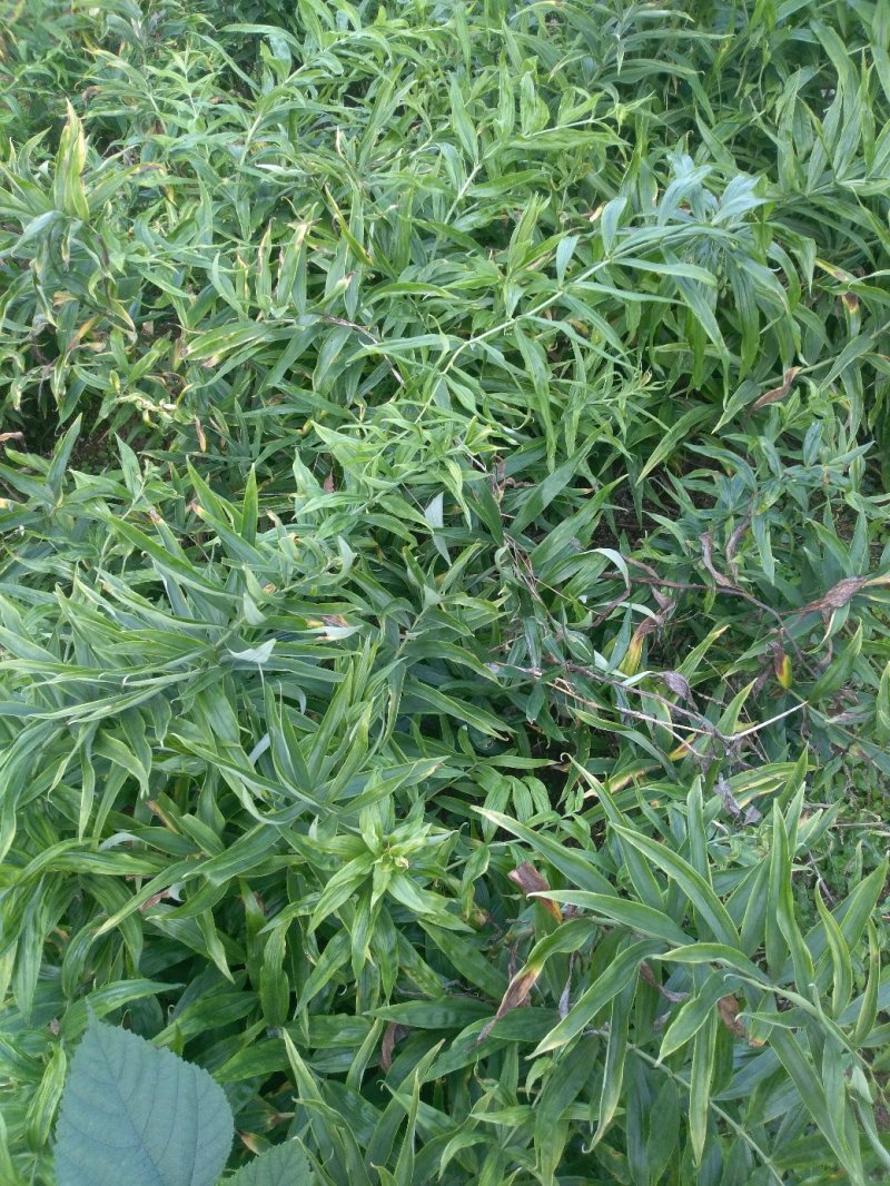 黄精种苗低价出售，数量三十万左右