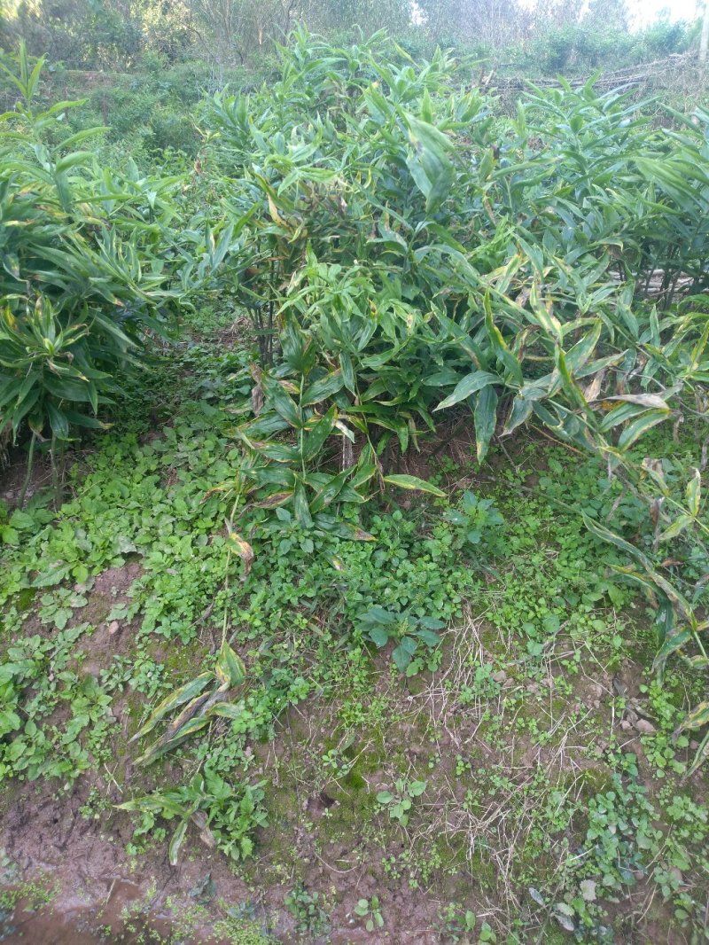 黄精种苗低价出售，数量三十万左右